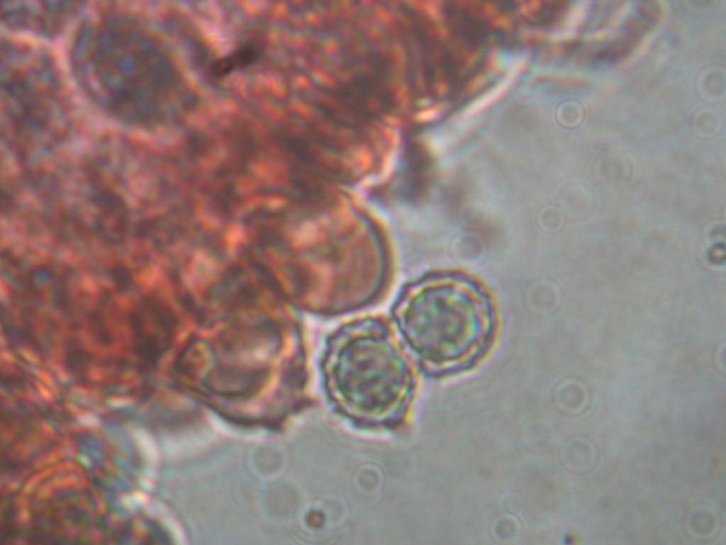 Pectinatoides ...!!!